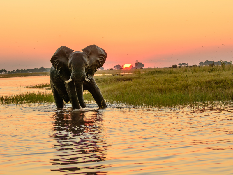 Elephant in Chobe National Park, Botswana