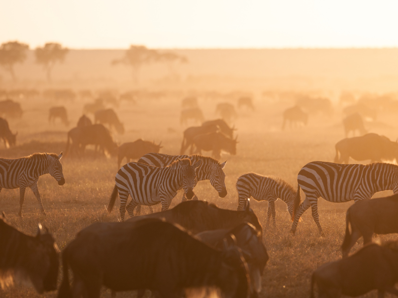 The Great Migration