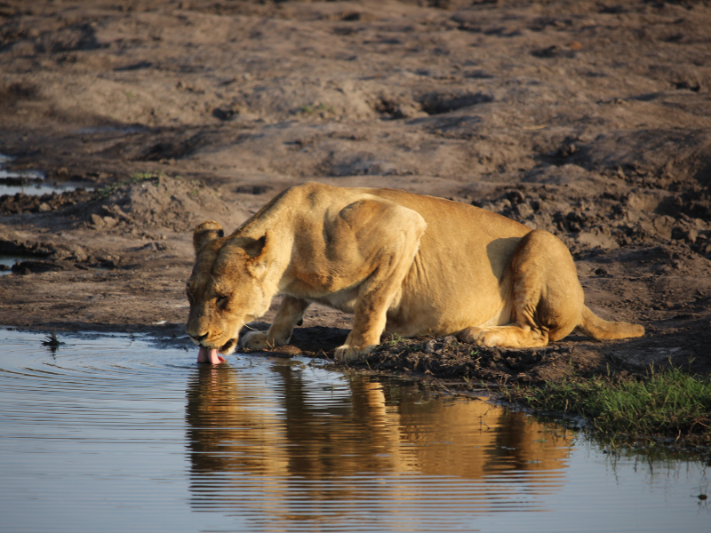 Lion at a waterhole in Hwange National Park