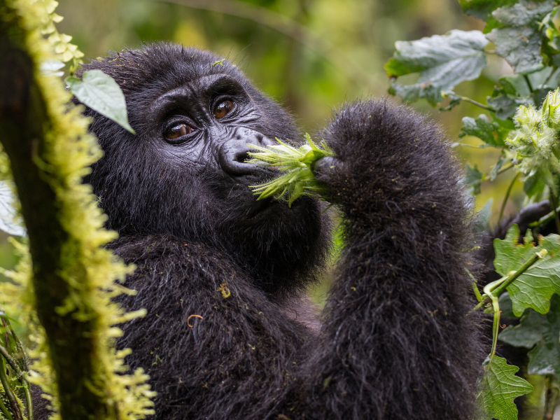 Gorillas in the Mist